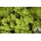 Natural lichen light green 30g